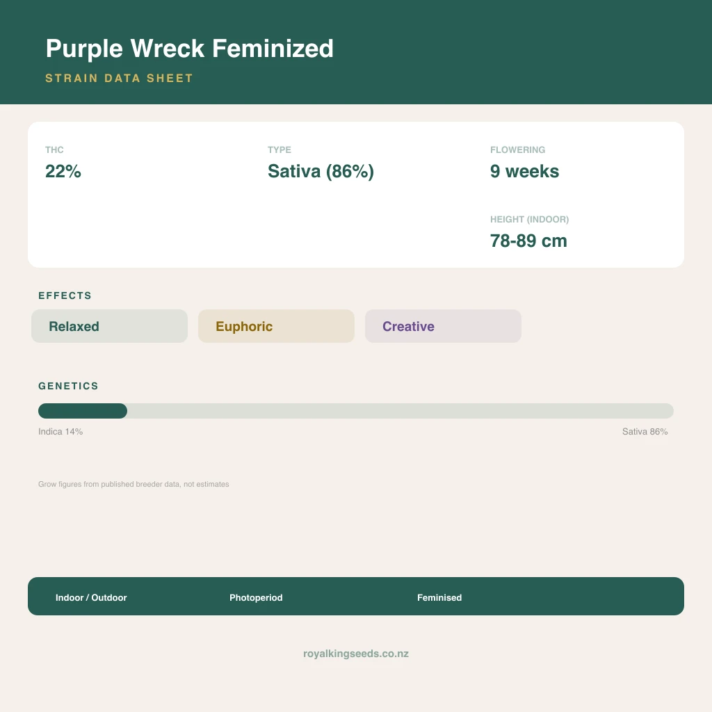 Purple Wreck 14% indica / 86% sativa flower with visible trichomes