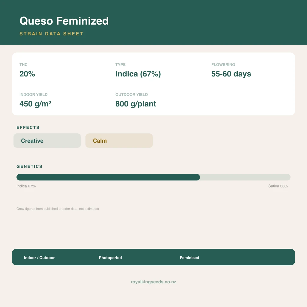 Queso 67% indica / 33% sativa flower with visible trichomes