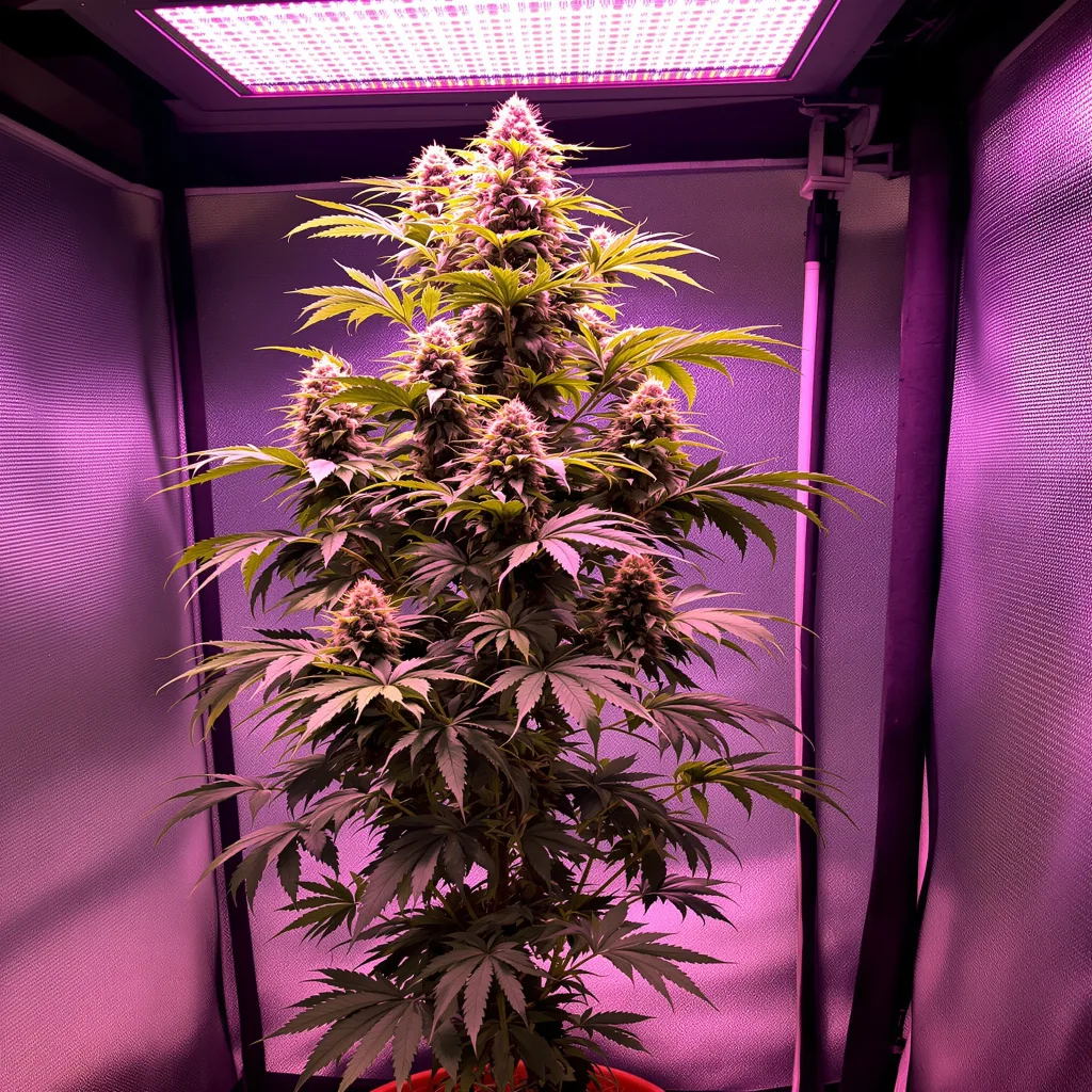 Rainbow cannabis plant in flowering stage — 120 cm feminised