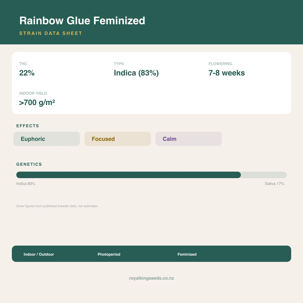 Rainbow Glue 83% indica / 17% sativa flower with visible trichomes