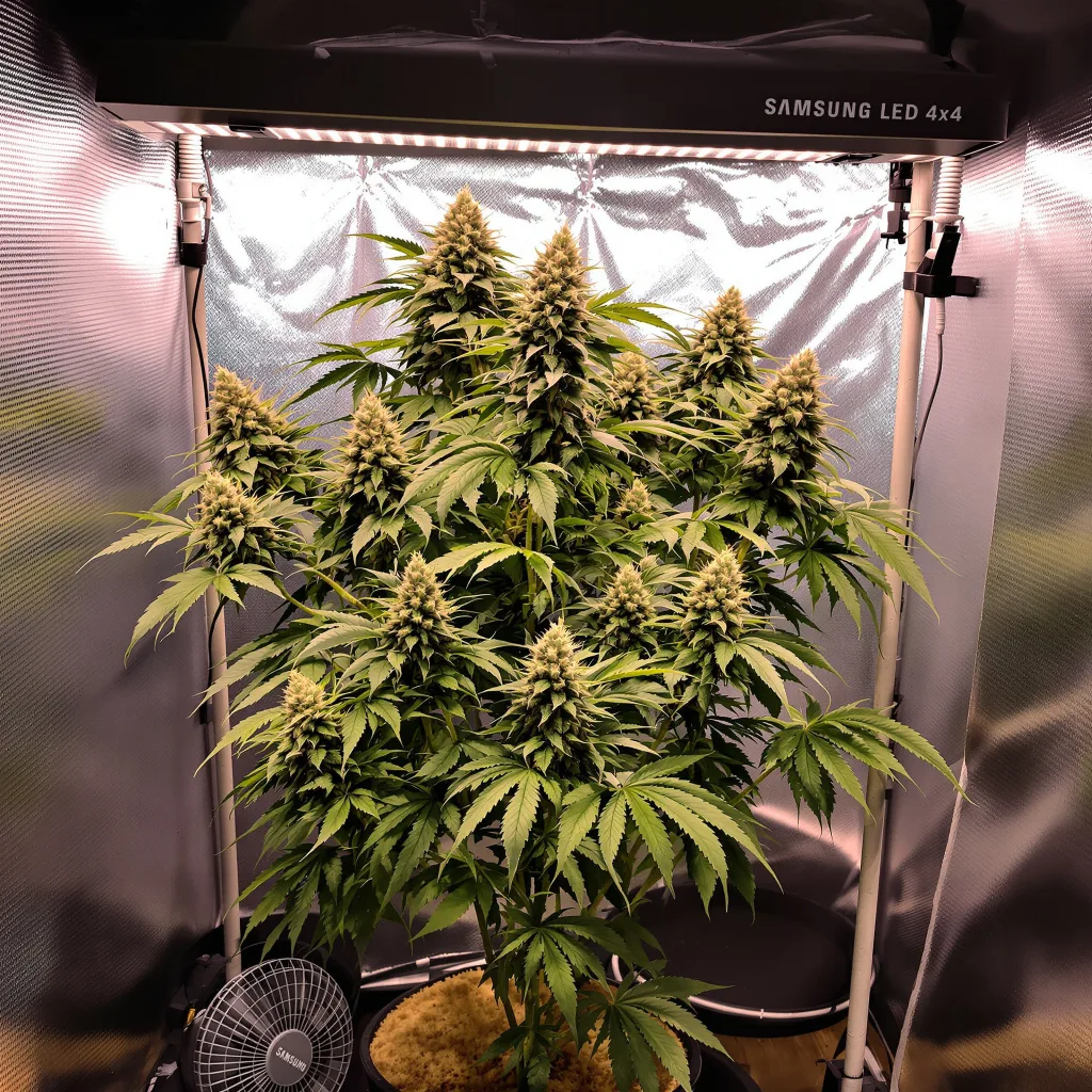 Rainbow Kush cannabis plant in flowering stage — 1.5 m autoflower