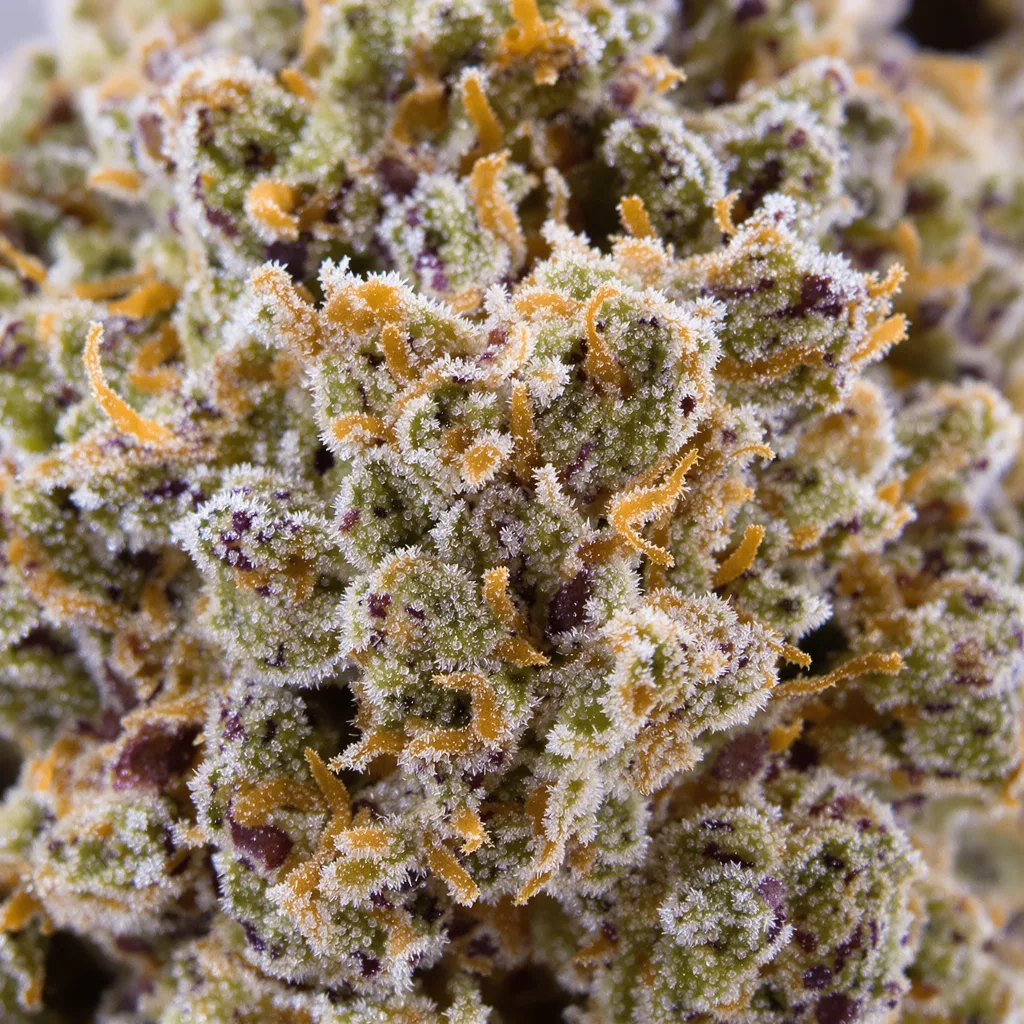 Raskal OG cannabis bud close-up showing open-bud structure with orange pistils