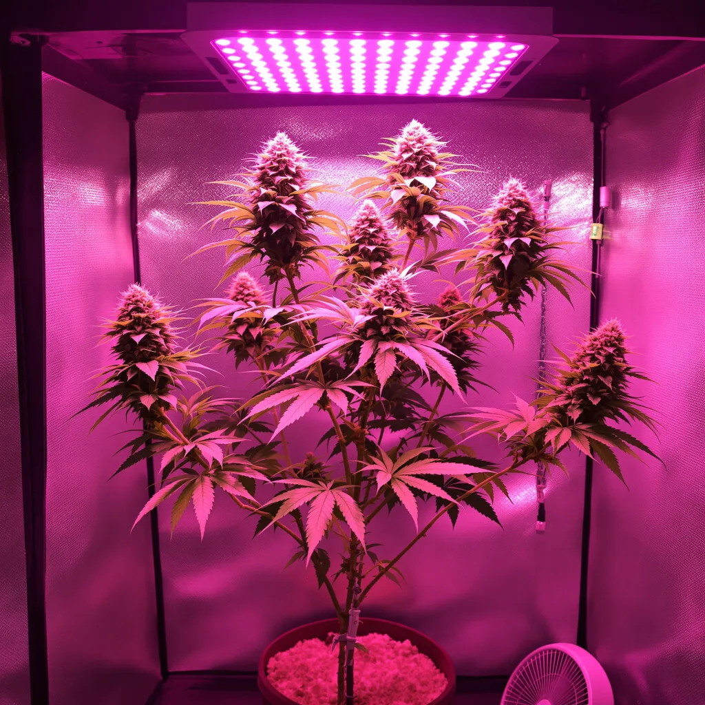 Recon cannabis plant in flowering stage — 60-100 cm autoflower