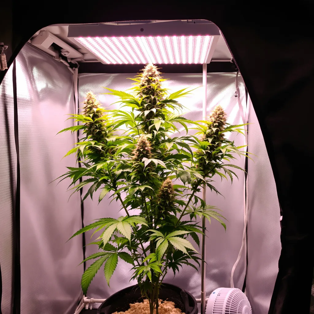 Red Congolese cannabis plant in flowering stage — 60-100 cm autoflower