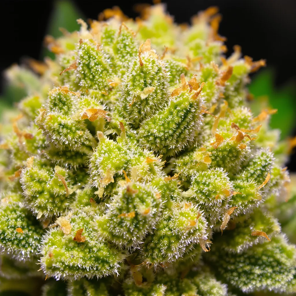 Red Congolese cannabis bud close-up showing lime-green airy structure