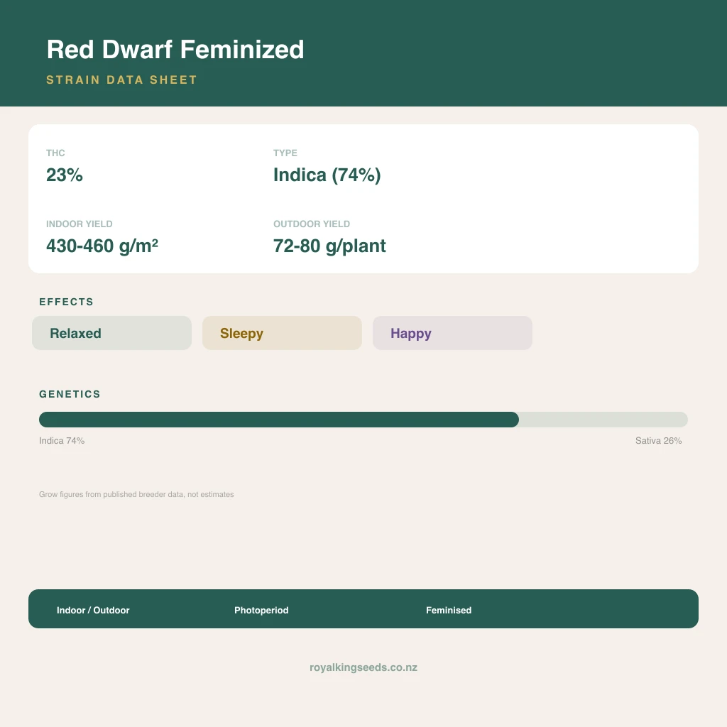 Red Dwarf 74% indica / 26% sativa flower with visible trichomes