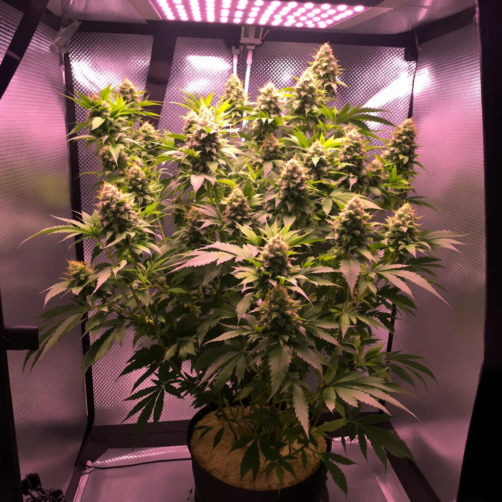 Reign Man cannabis plant in flowering stage — 91-122 cm feminised