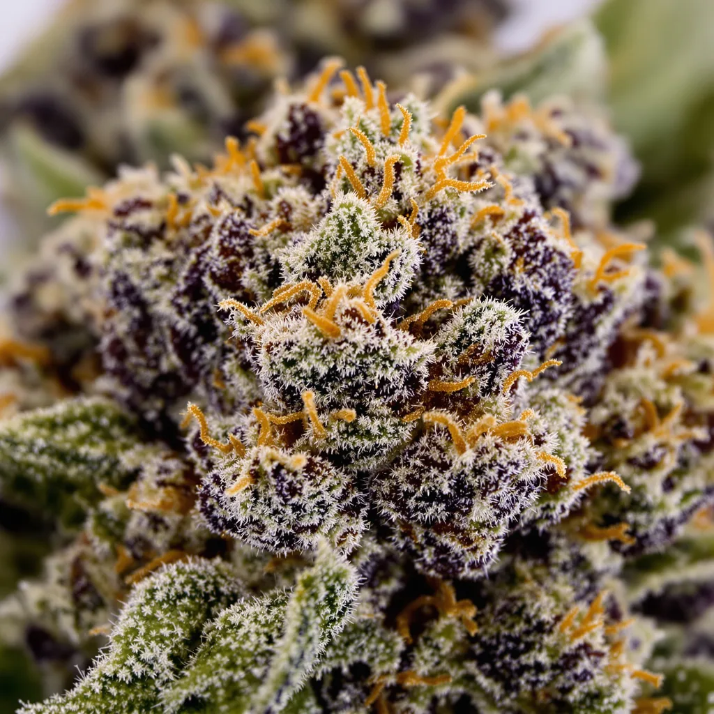 Remedy cannabis bud close-up showing dense purple-tinged calyxes