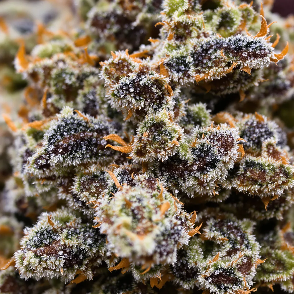 Reserve L.A.K. Federal cannabis bud close-up showing dense purple-tinged calyxes
