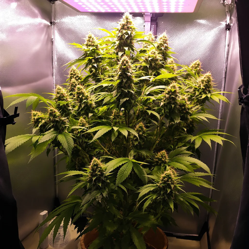 Rocklock cannabis plant in flowering stage — 120-180 cm feminised