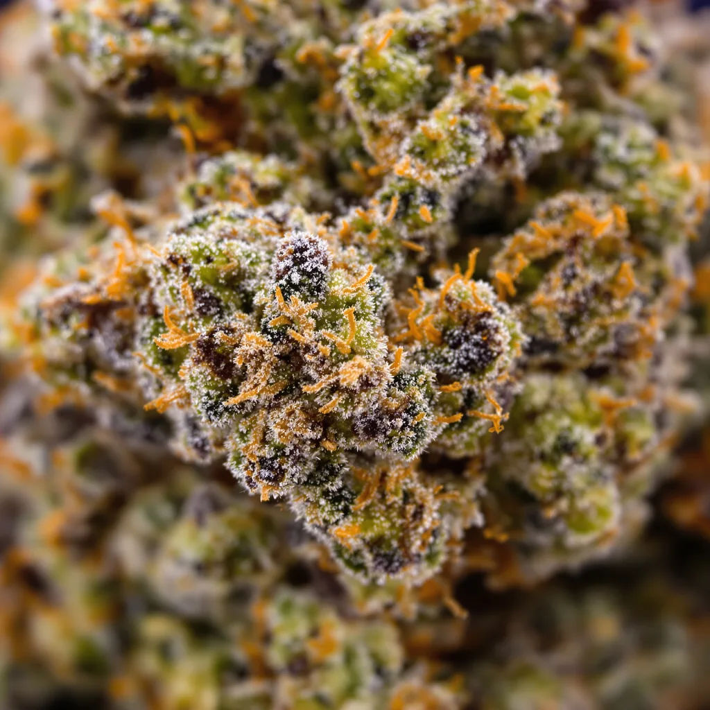 Rockstar Kush cannabis bud close-up showing dense purple-tinged calyxes