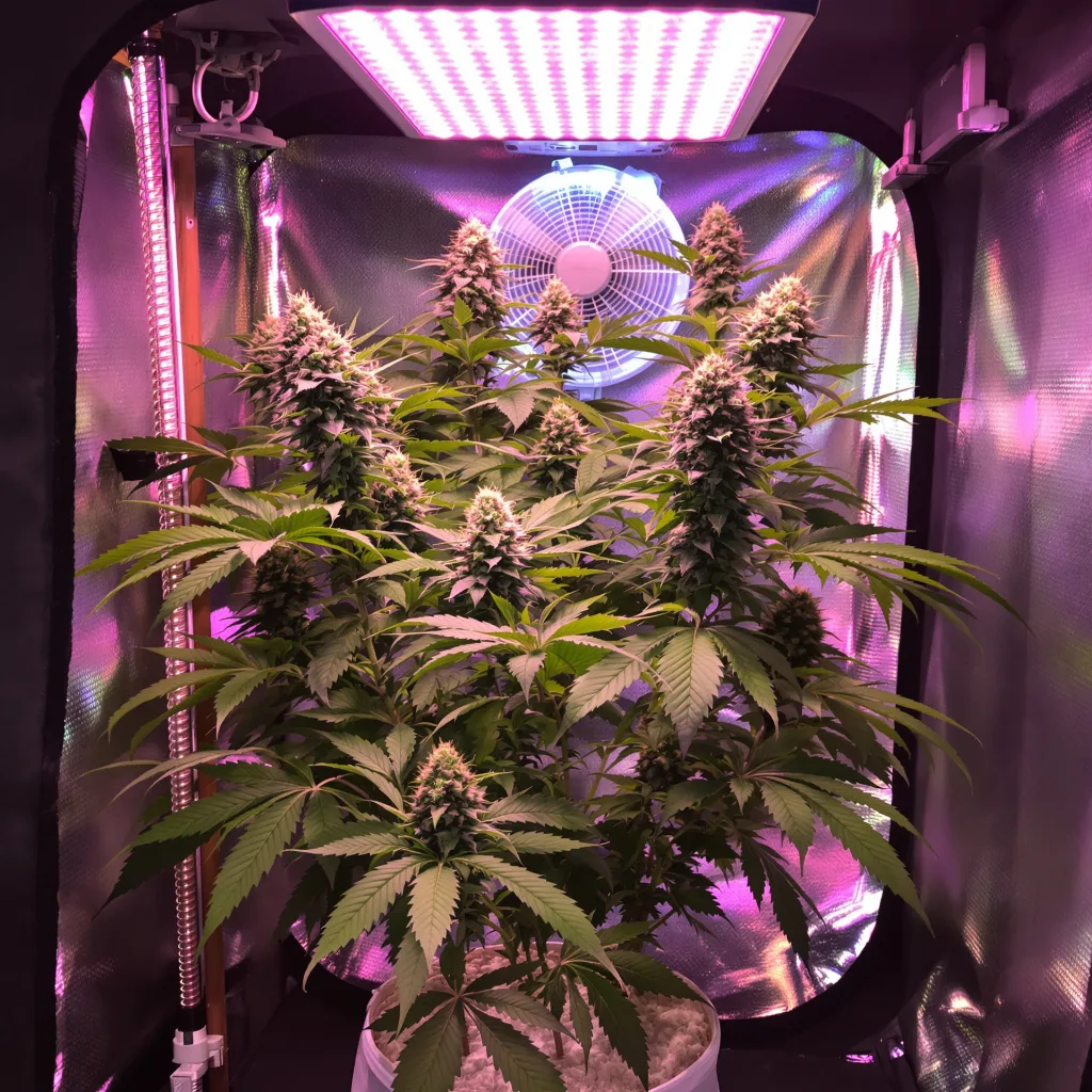 Rollex OG Kush cannabis plant in flowering stage — 90-130 cm feminised