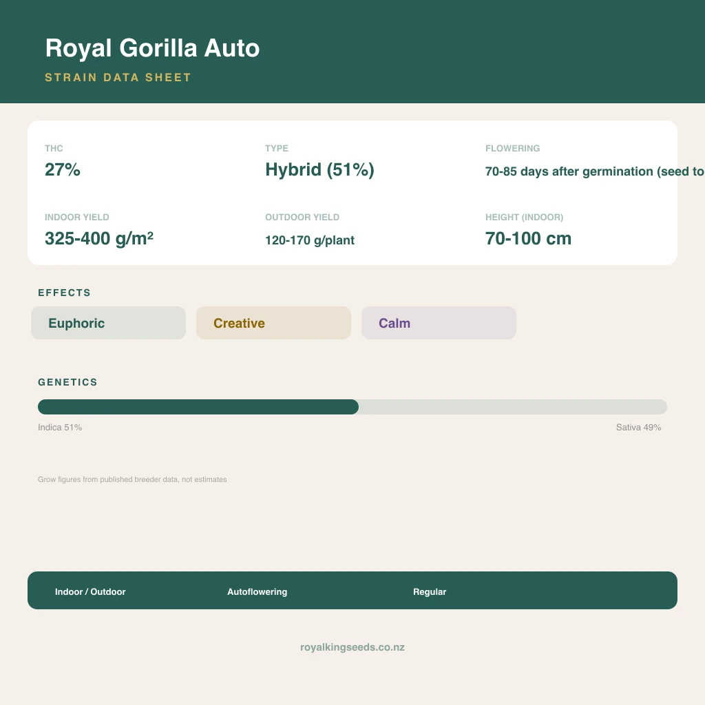 Royal Gorilla 51% indica / 49% sativa flower with visible trichomes