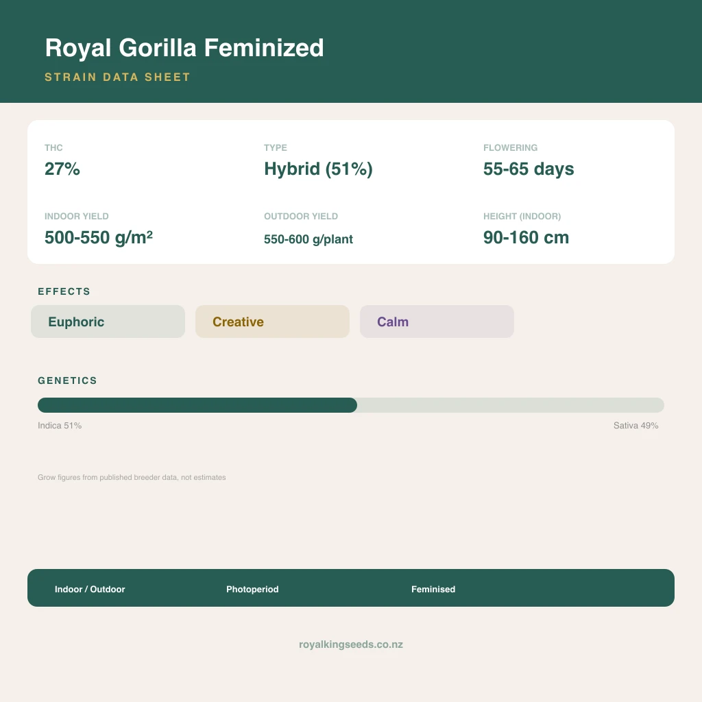 Royal Gorilla 51% indica / 49% sativa flower with visible trichomes