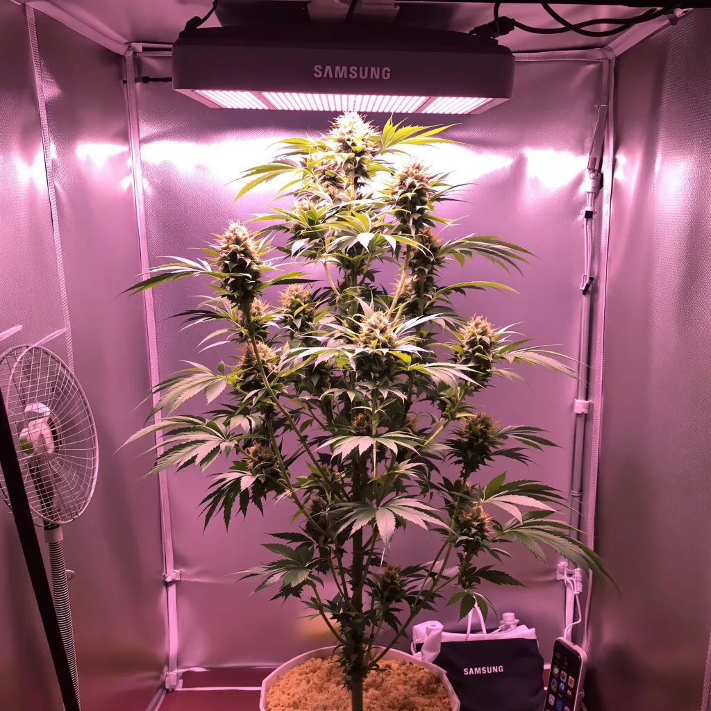 Royal Medic cannabis plant in flowering stage — 80-120 cm feminised