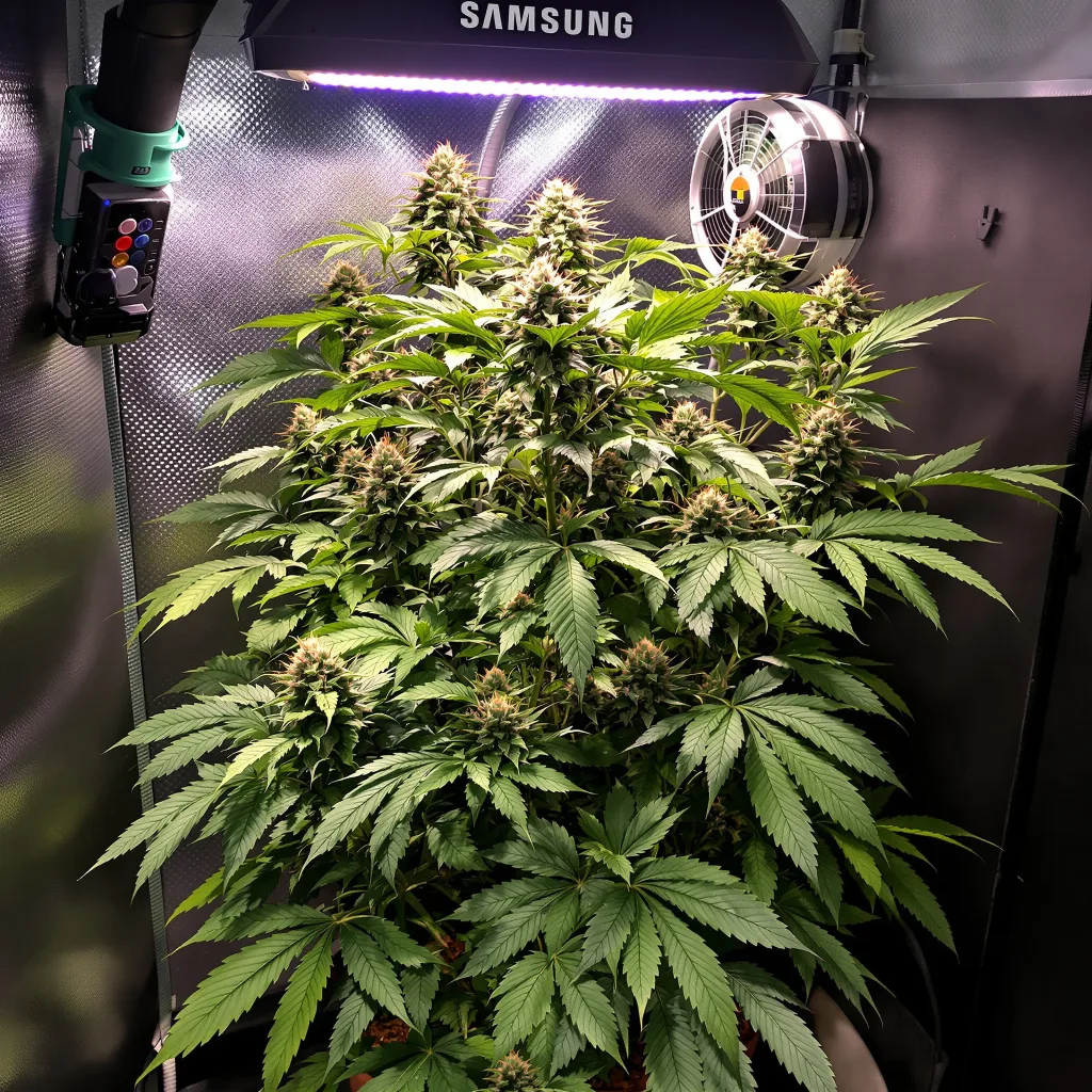Sensi Star cannabis plant in flowering stage — 90-130 cm feminised