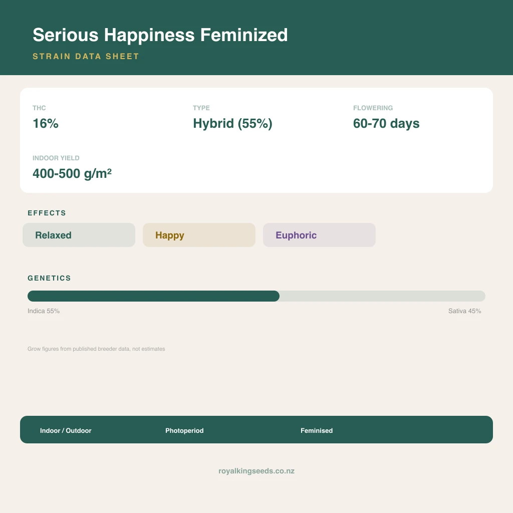 Serious Happiness 55% indica / 45% sativa flower with visible trichomes