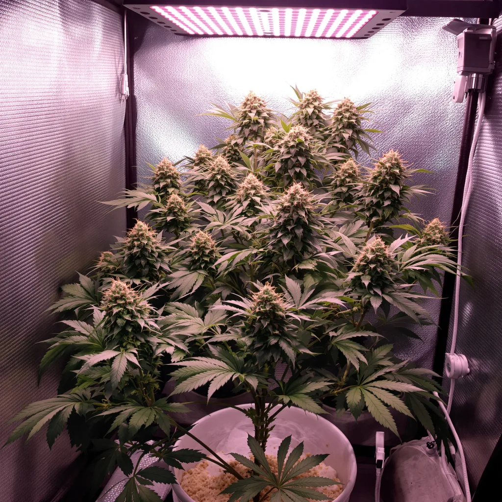 Shark Shock cannabis plant in flowering stage — 90-130 cm feminised