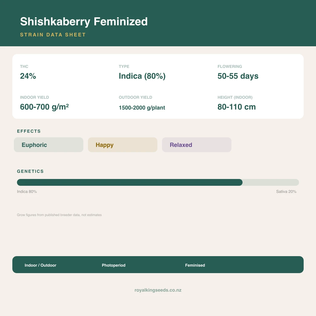 Shishkaberry 80% indica / 20% sativa flower with visible trichomes