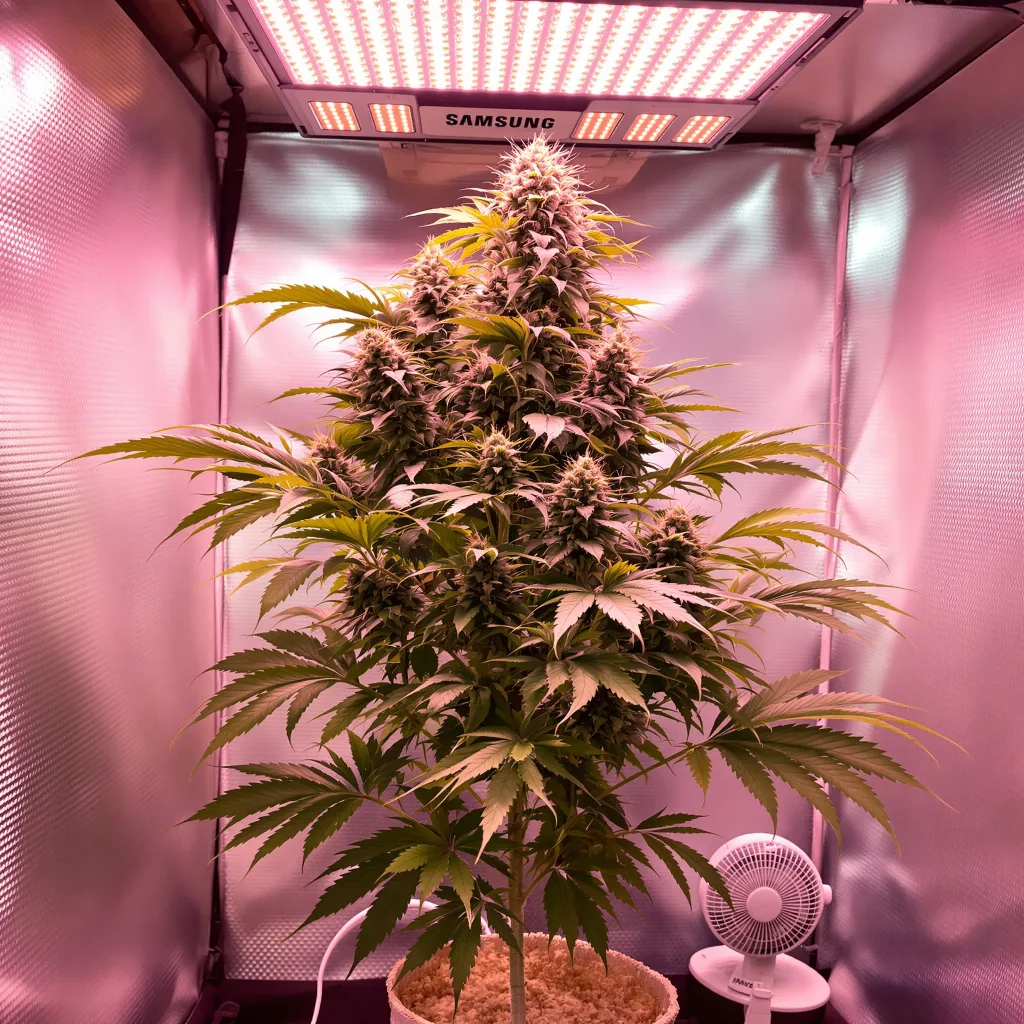 Silverback Gorilla cannabis plant in flowering stage — 60-100 cm autoflower