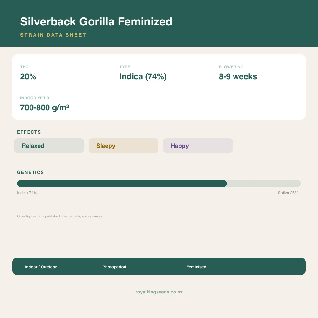 Silverback Gorilla 74% indica / 26% sativa flower with visible trichomes