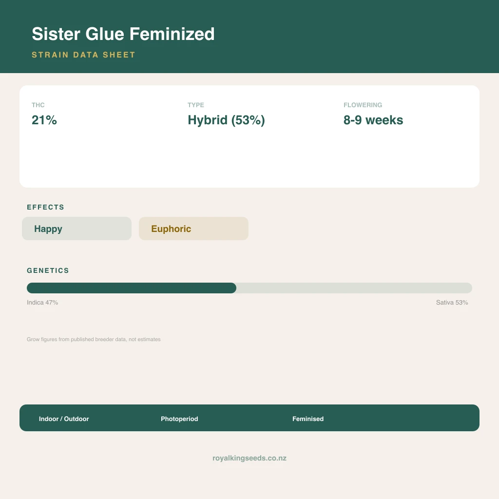 Sister Glue 47% indica / 53% sativa flower with visible trichomes