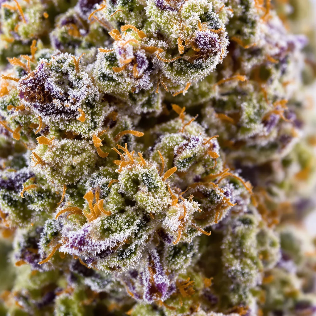 Sister Glue cannabis bud close-up showing balanced bud structure with frosted trichomes