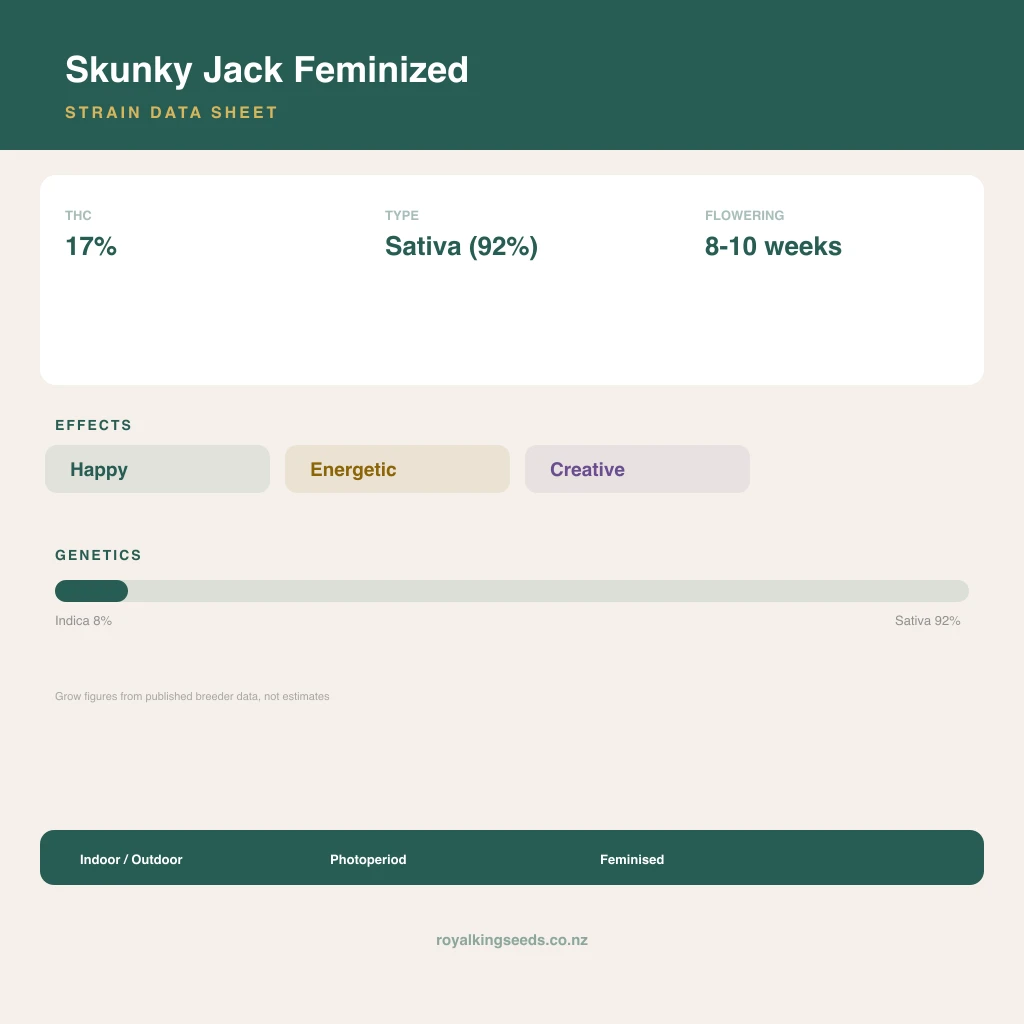 Skunky Jack 8% indica / 92% sativa flower with visible trichomes
