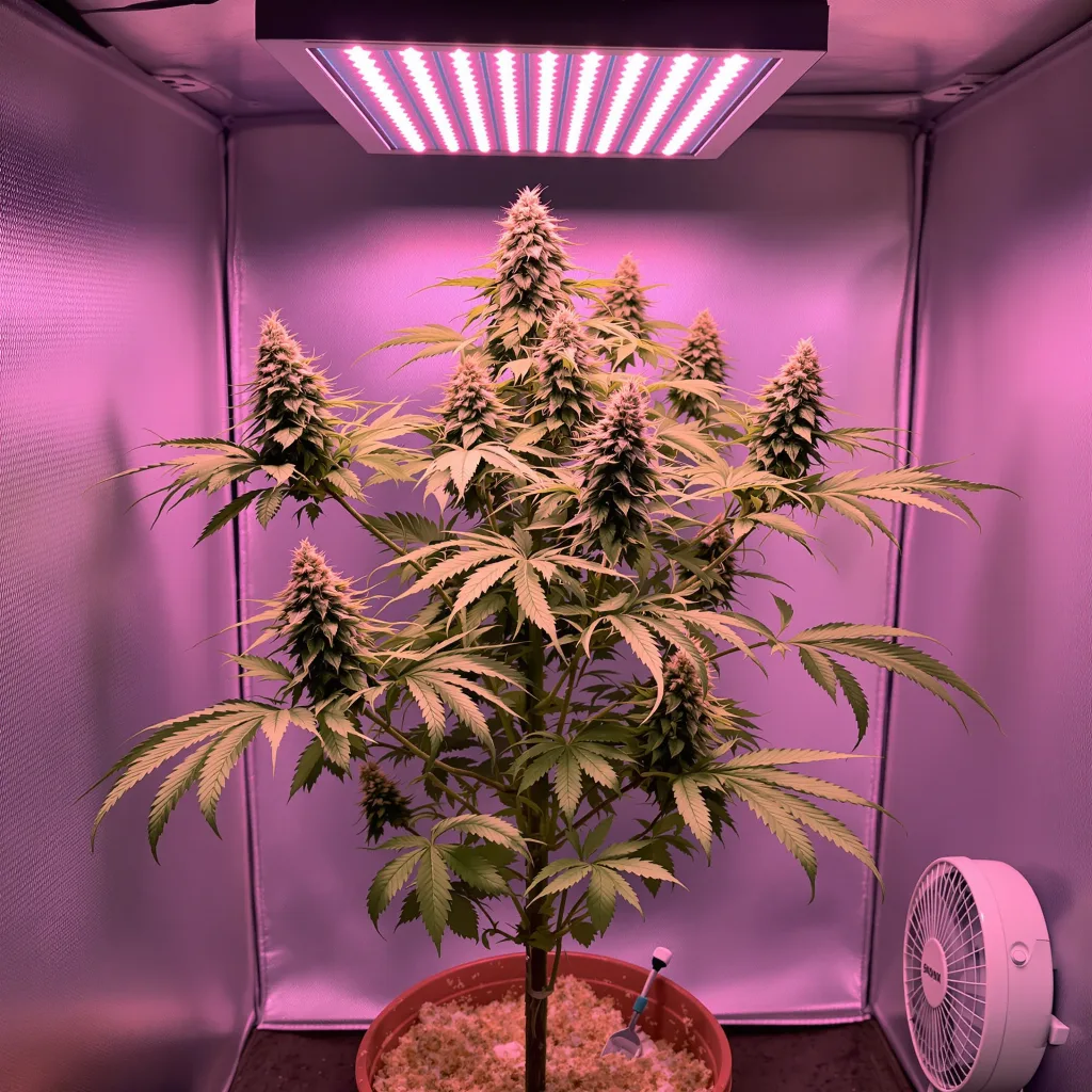 Smelliot cannabis plant in flowering stage — 60-100 cm autoflower