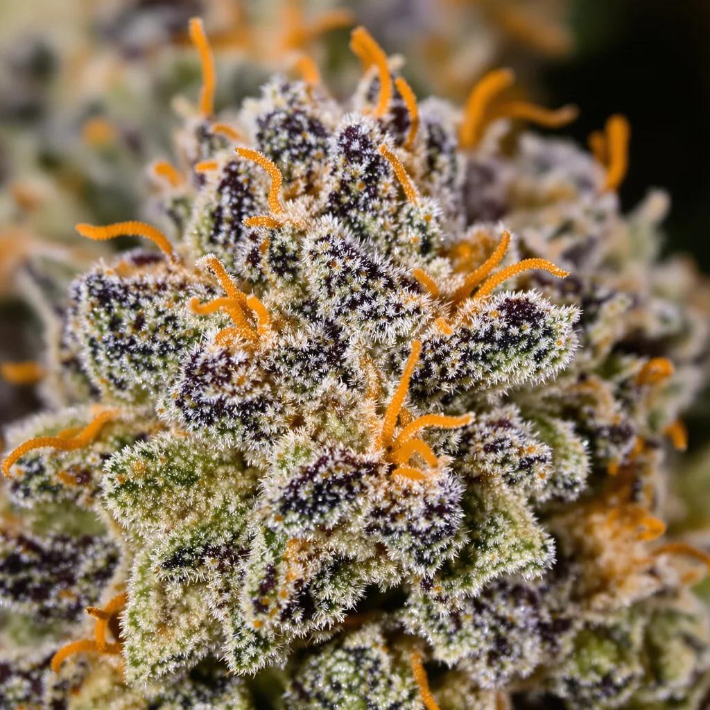 Snoop Dogg OG cannabis bud close-up showing dense purple-tinged calyxes