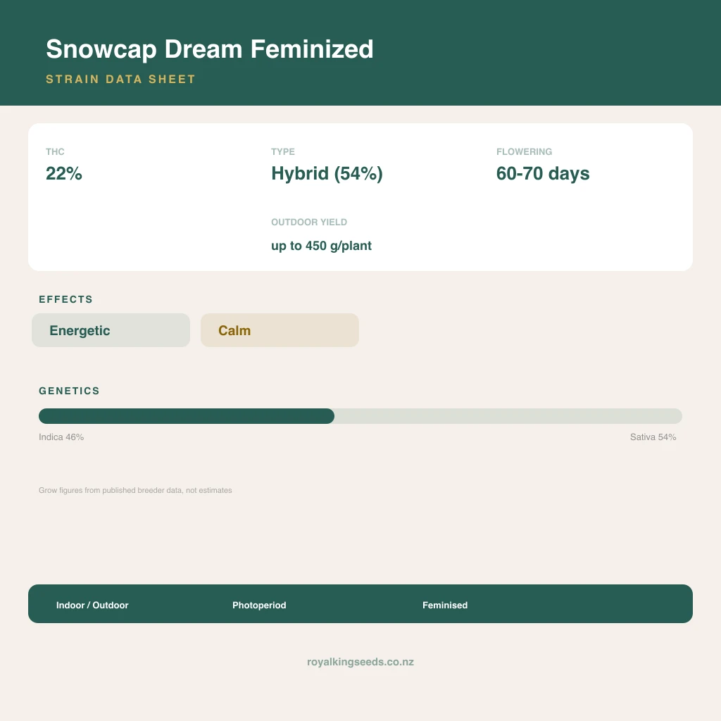 Snowcap Dream 46% indica / 54% sativa flower with visible trichomes