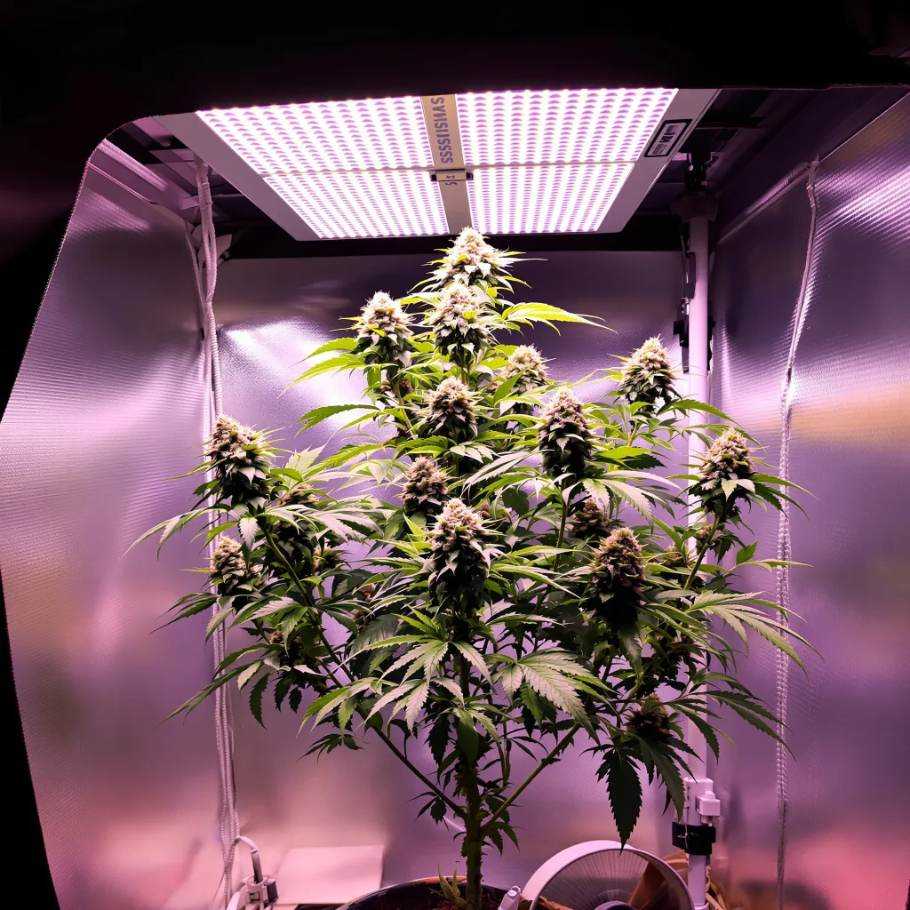 Snowcap cannabis plant in flowering stage — 120-180 cm feminised