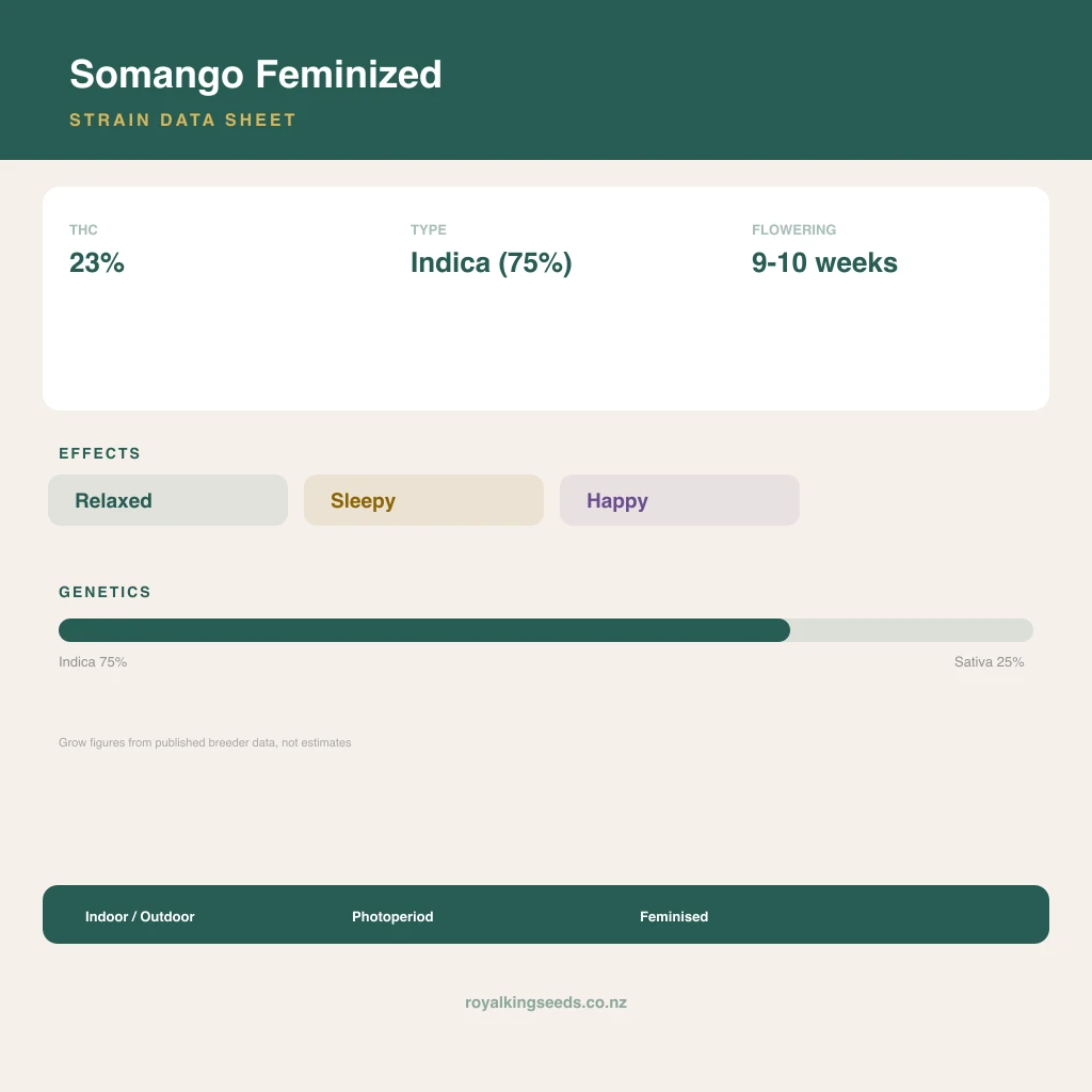 Somango 75% indica / 25% sativa flower with visible trichomes
