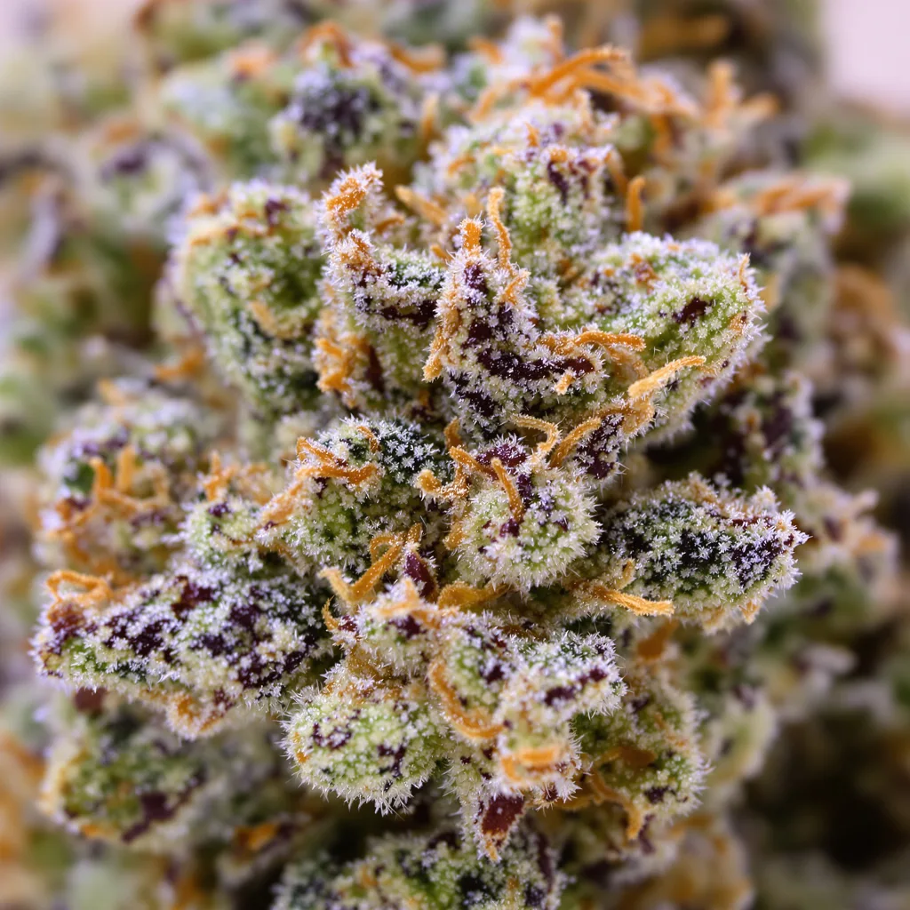 Soul Shine cannabis bud close-up showing balanced bud structure with frosted trichomes