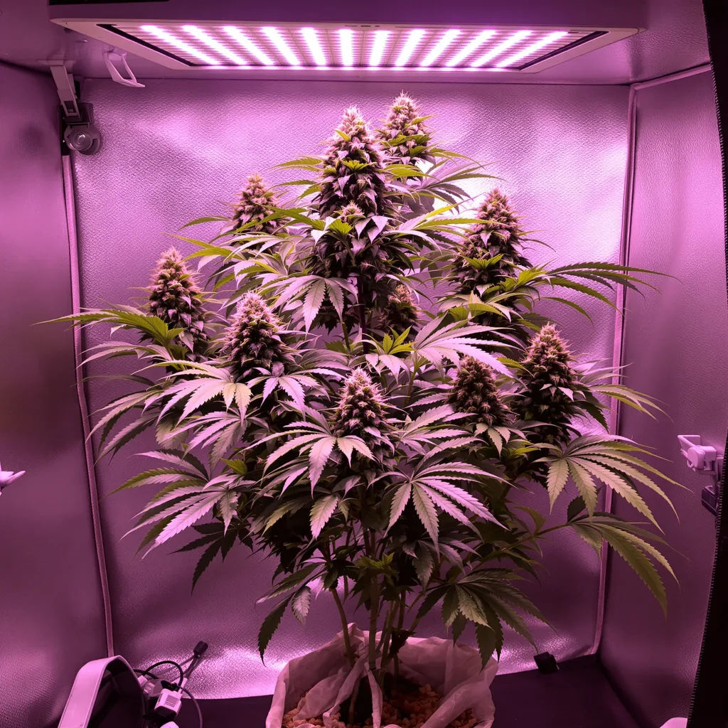 Sour Cheese cannabis plant in flowering stage — 60-100 cm autoflower