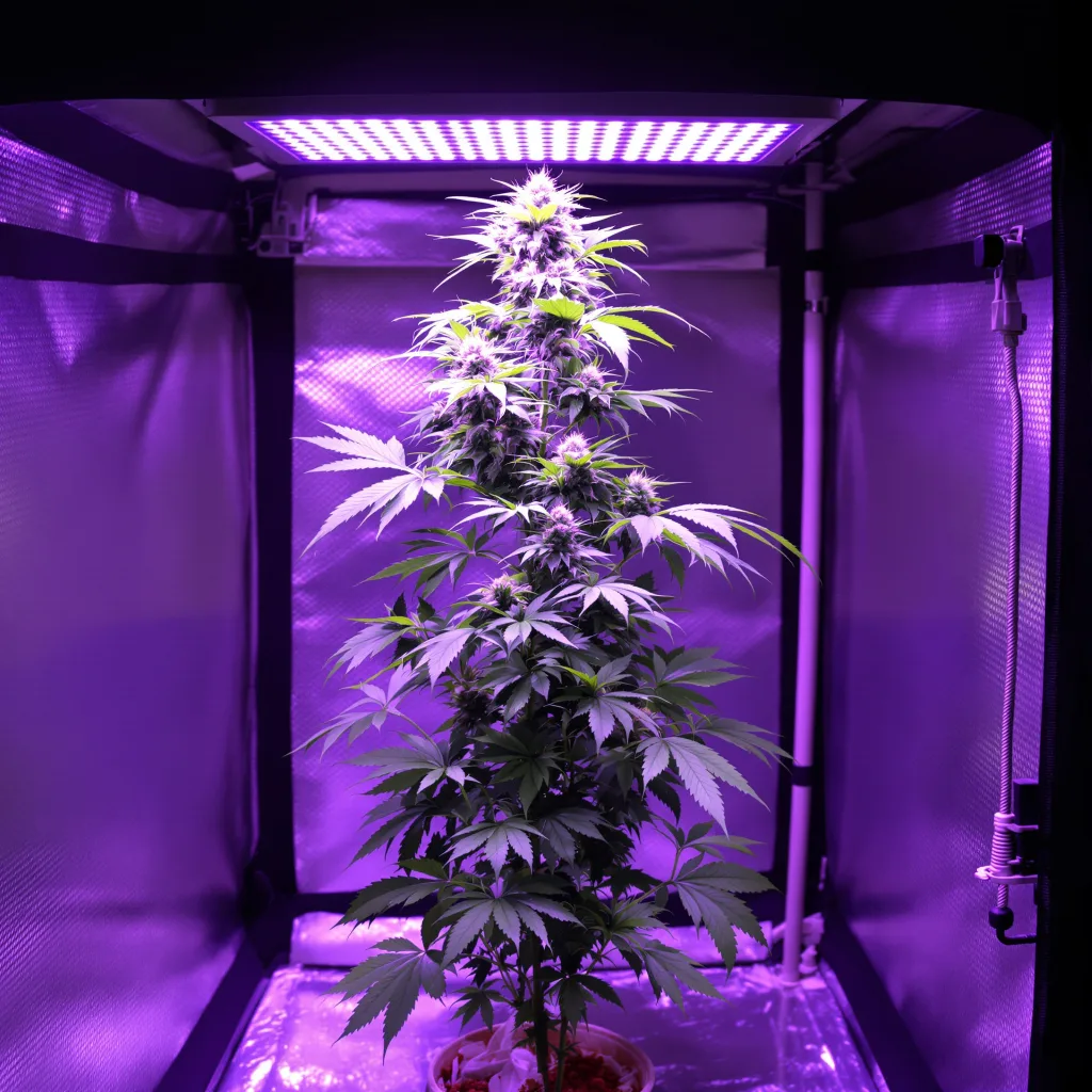 Sour Cookies cannabis plant in flowering stage — 152-244 cm feminised