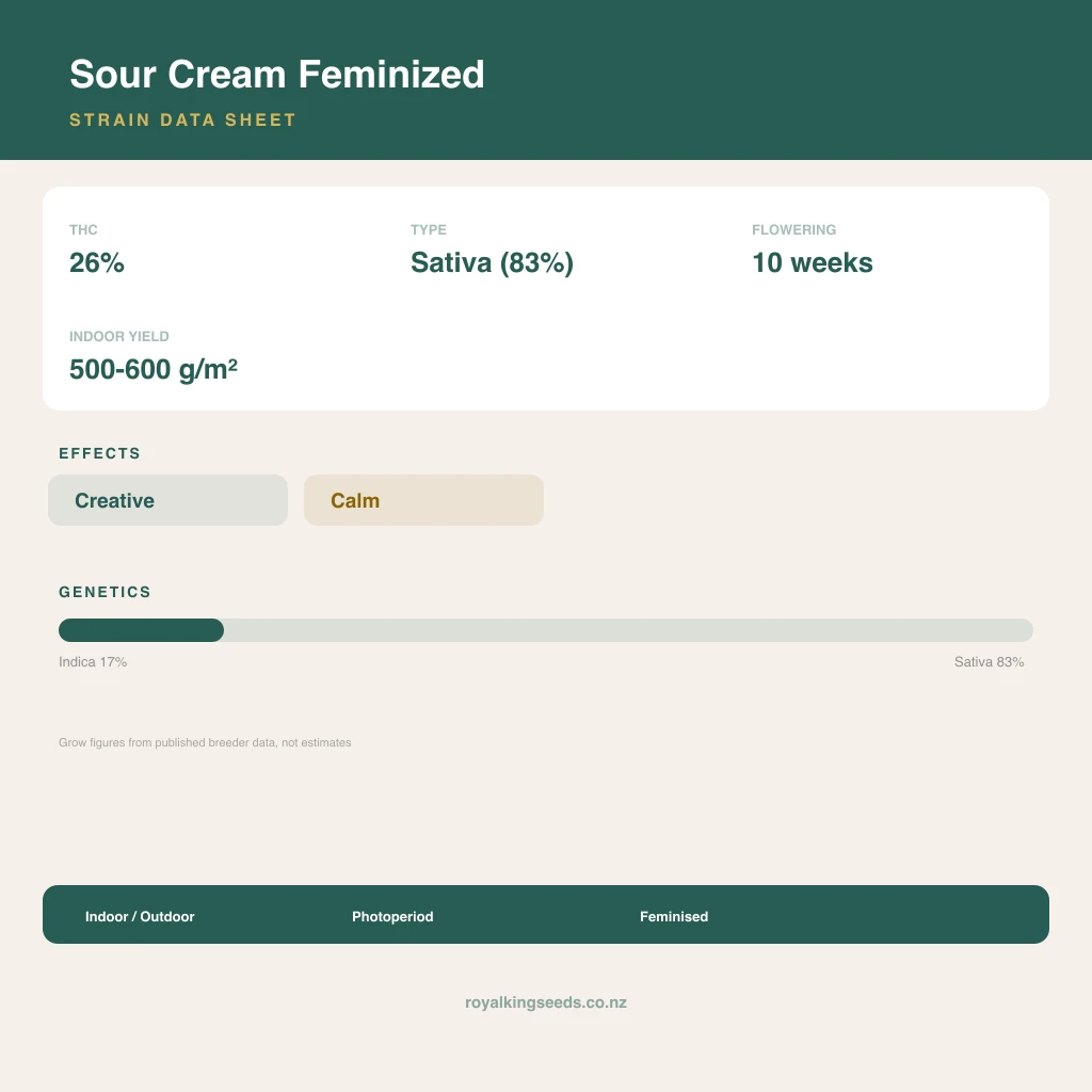 Sour Cream 17% indica / 83% sativa flower with visible trichomes