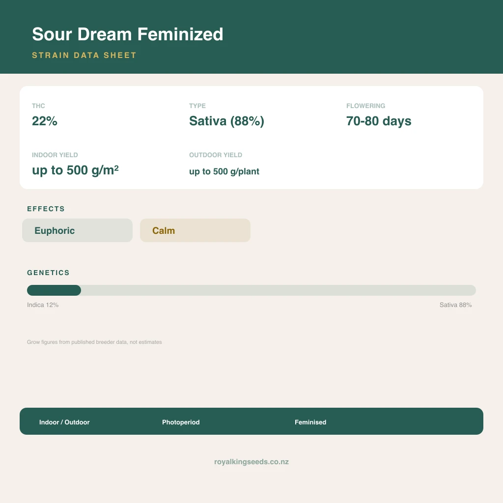 Sour Dream 12% indica / 88% sativa flower with visible trichomes