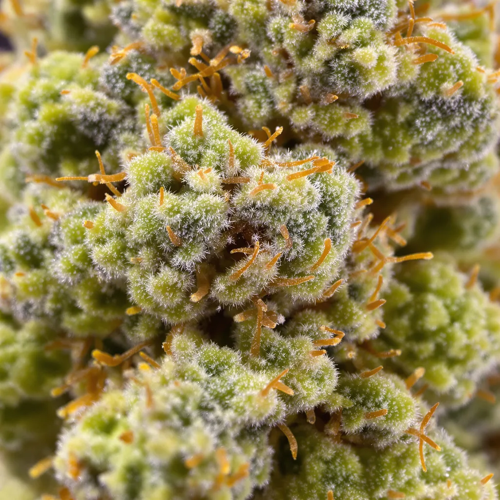 Sour Dream cannabis bud close-up showing lime-green airy structure