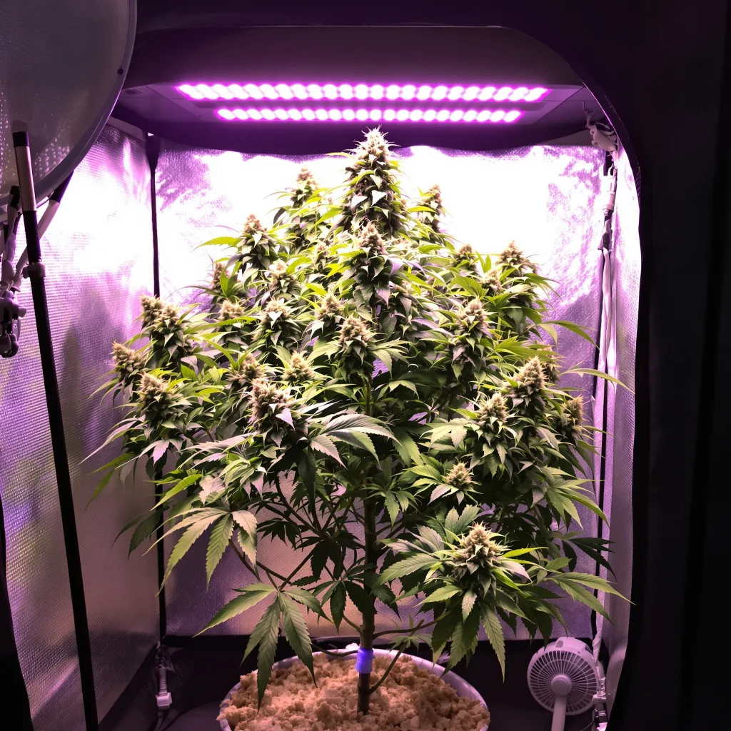 Sour Grape cannabis plant in flowering stage — 120-180 cm feminised