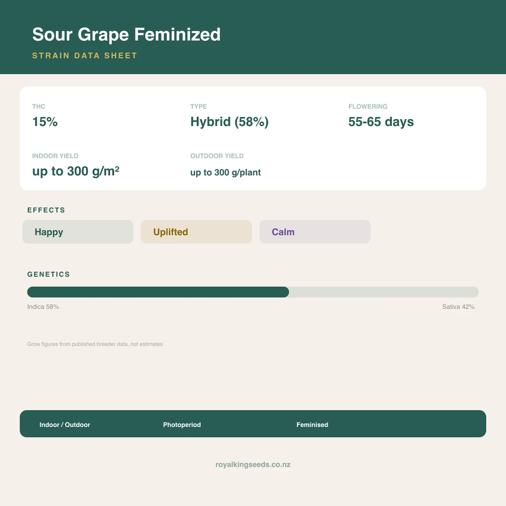 Sour Grape 58% indica / 42% sativa flower with visible trichomes