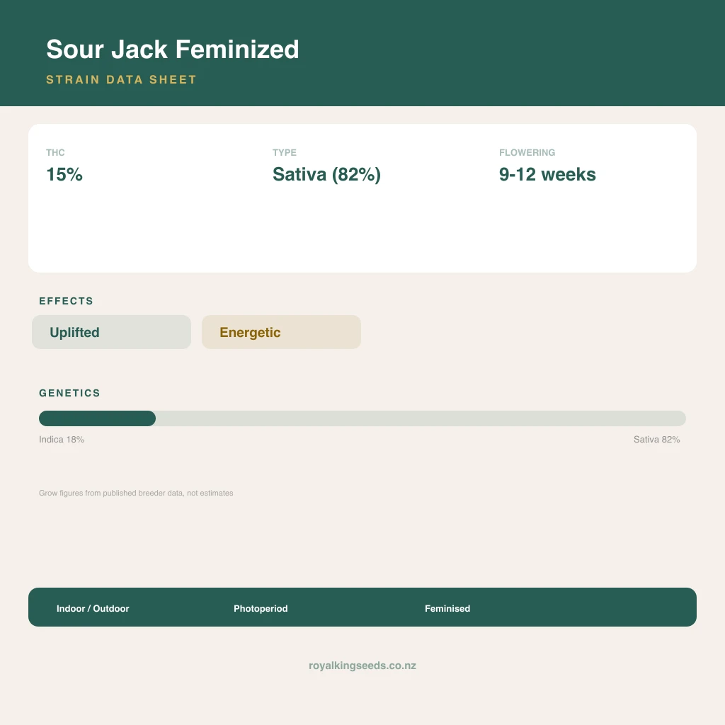 Sour Jack 18% indica / 82% sativa flower with visible trichomes