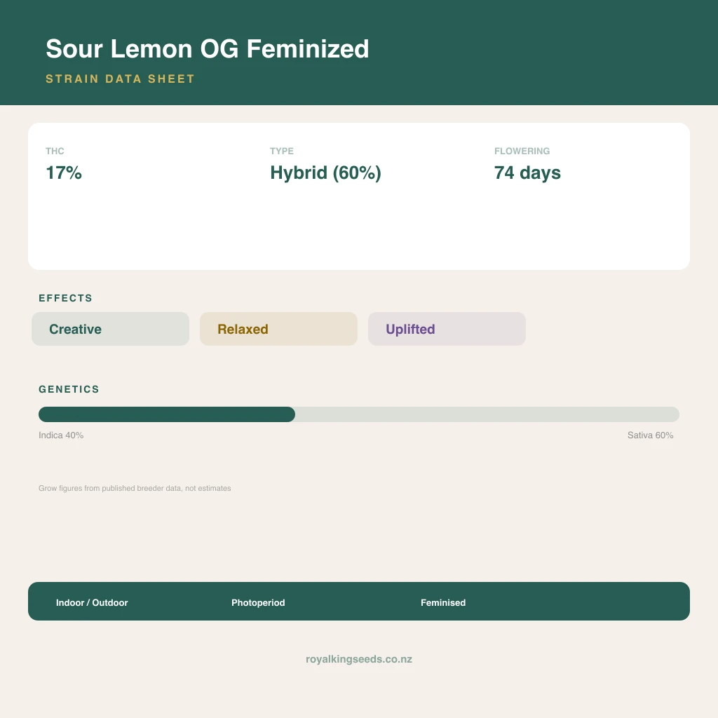 Sour Lemon OG 40% indica / 60% sativa flower with visible trichomes
