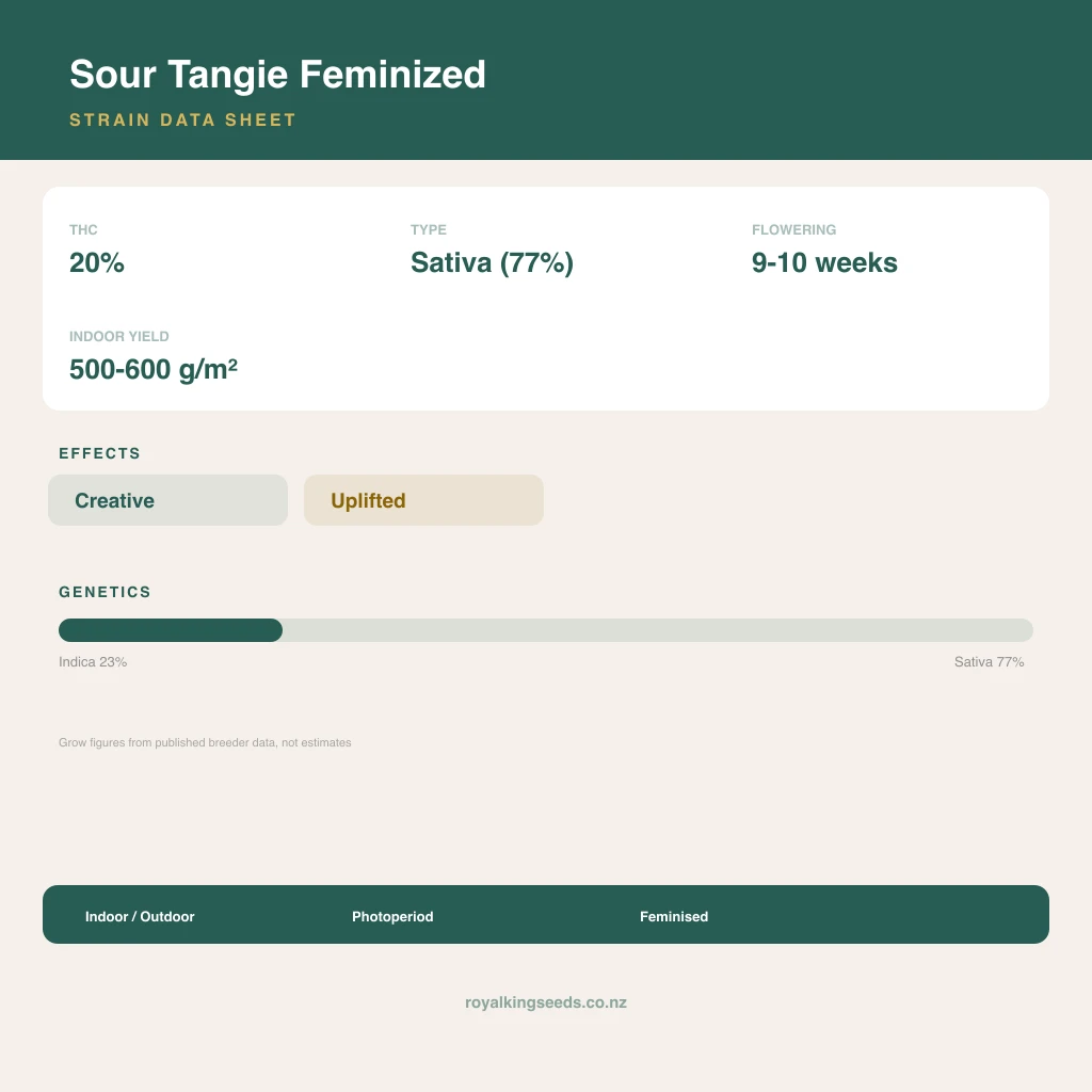 Sour Tangie 23% indica / 77% sativa flower with visible trichomes