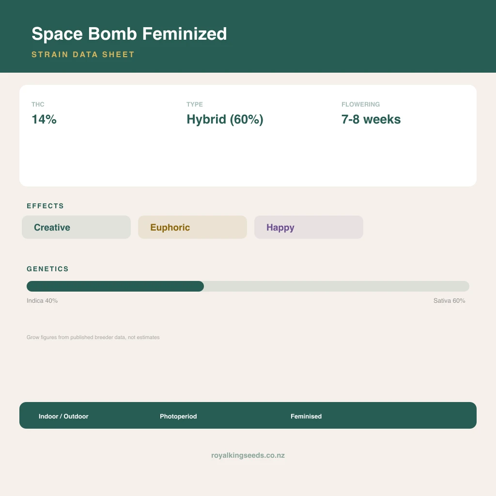 Space Bomb 40% indica / 60% sativa flower with visible trichomes