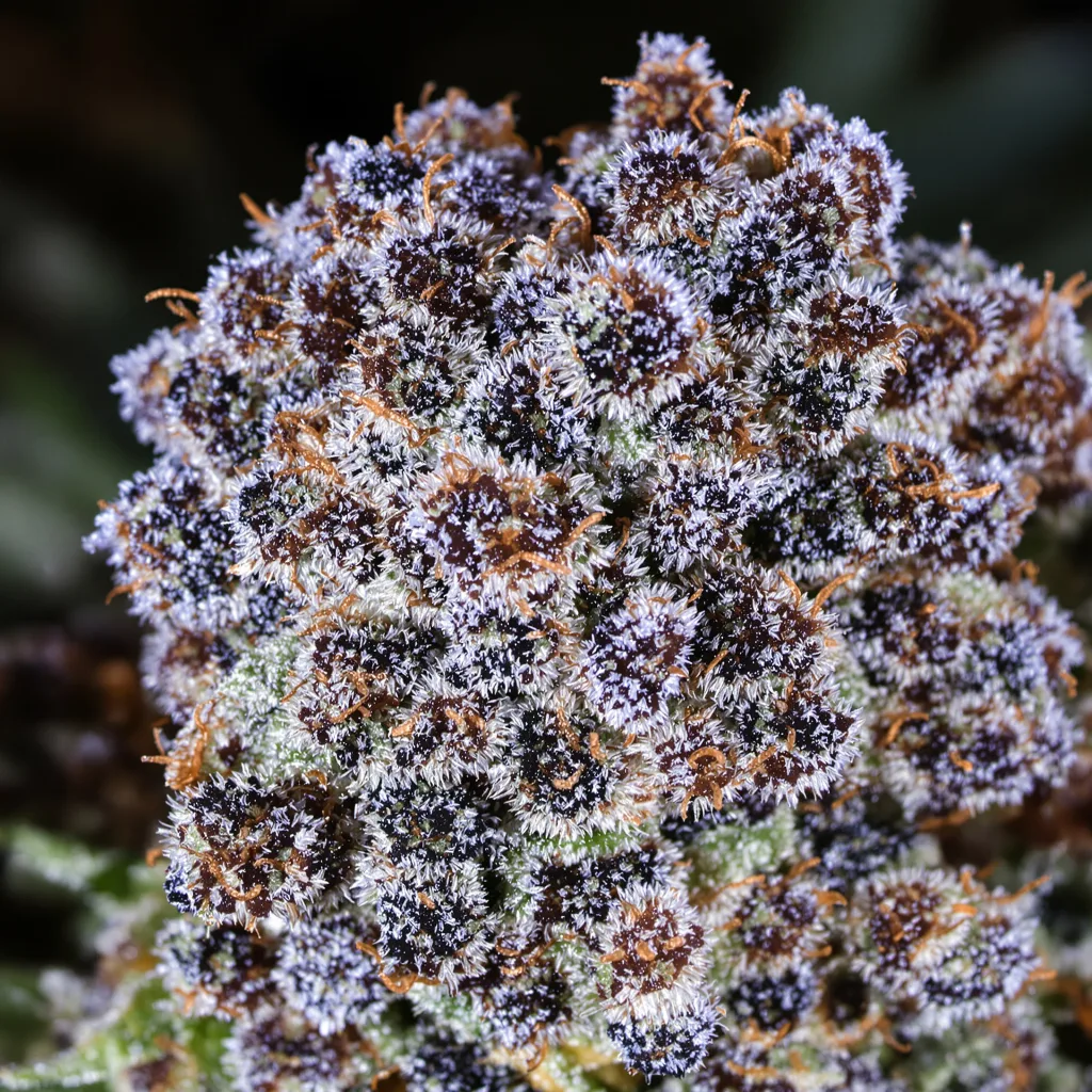 Special Kush #1 cannabis bud close-up showing dense purple-tinged calyxes