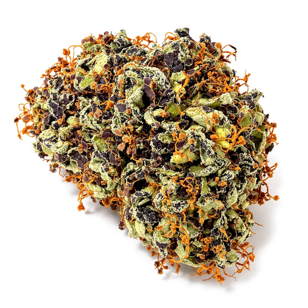 Star Berry 68% indica / 32% sativa flower with visible trichomes