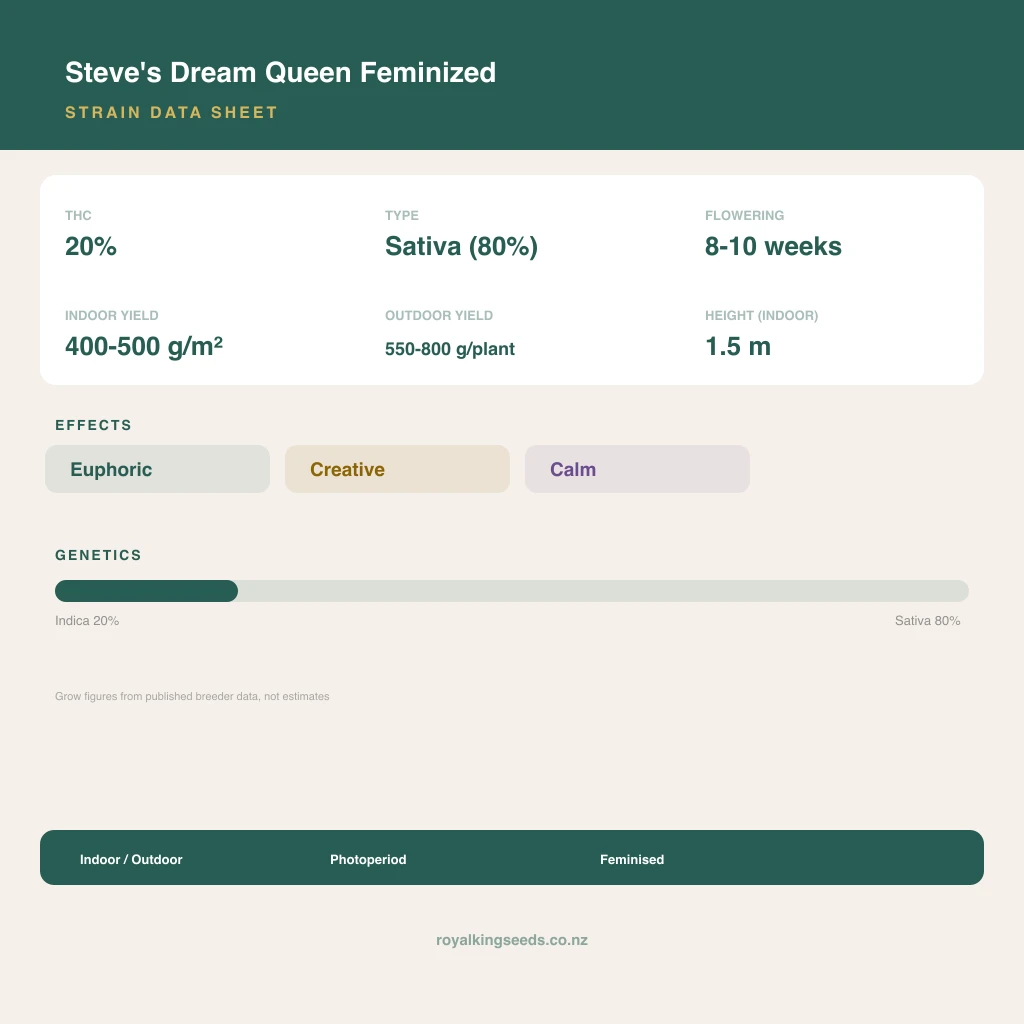 Steve's Dream Queen 20% indica / 80% sativa flower with visible trichomes