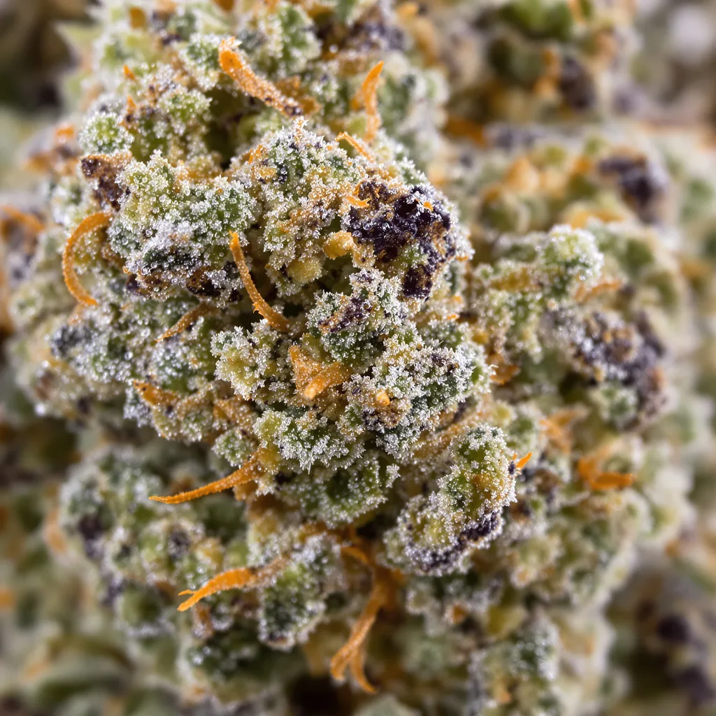 Sticky Dickie cannabis bud close-up showing dense forest-green nugs
