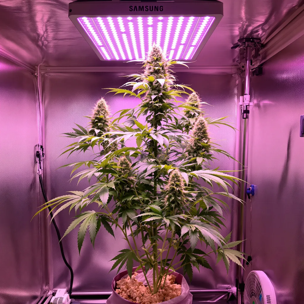Strawberry Cough cannabis plant in flowering stage — 150-200 cm feminised
